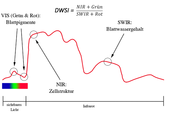 glossarDWSI